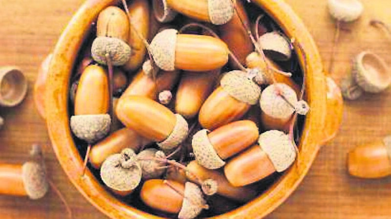 From tiny acorns... you can grow a mighty tree