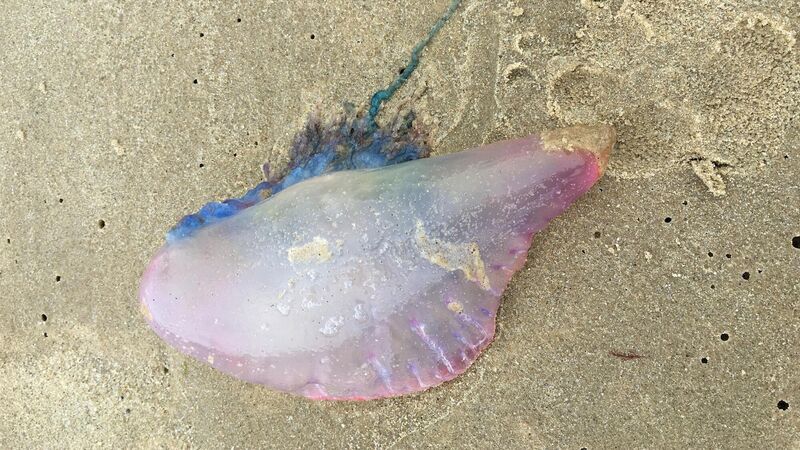 Council issues warning after Portuguese man o’ war spotted along Cork coastline Council issues warning after Portuguese man o’ war spotted along Cork coastline