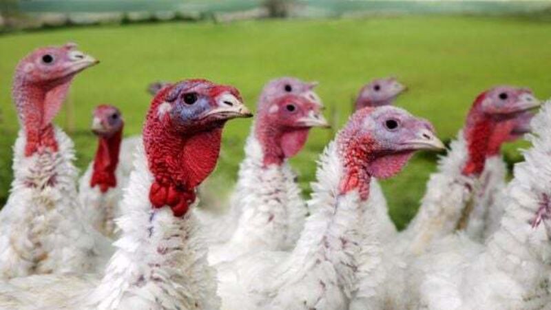 Bird flu case detected in Co Monaghan Bird flu case detected in Co Monaghan