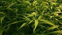 'Off the grid' pensioner (73) receives suspended sentence for growing cannabis plants
