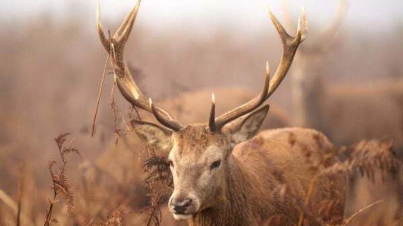Shock as stag has head cut off by passing motorist in Co Donegal