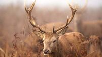 Shock as stag has head cut off by passing motorist in Co Donegal