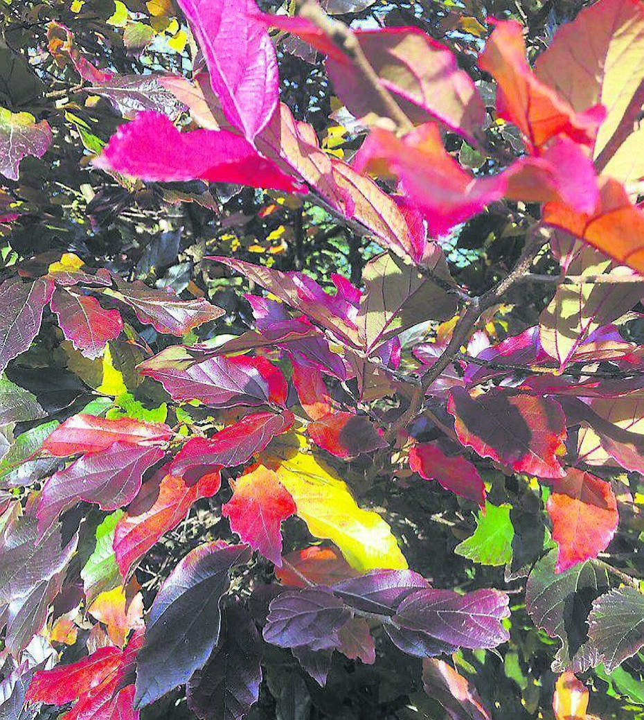 Sycoparrotia semidecidua ‘Purple Haze’ - see Plant of the Week