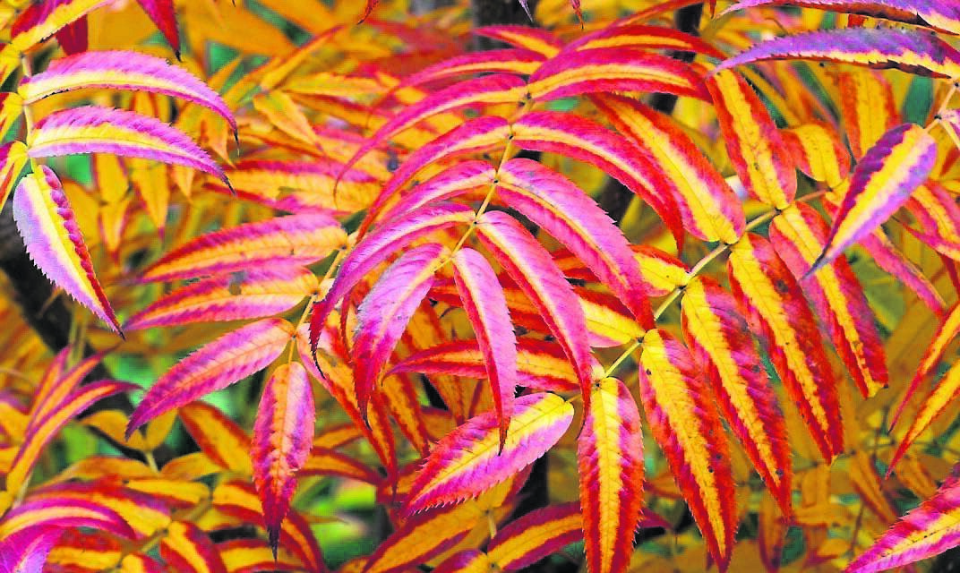 The dramatic autumn foliage of Sorbus Commixta Dodong ‘Olympic Flame’