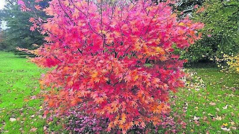 Golden plants that will look fab in autumn