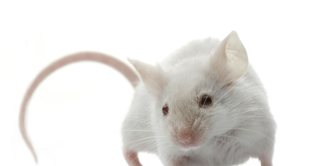 Cork records highest callouts for pest control