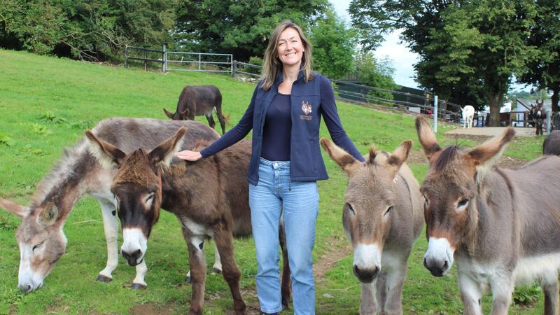 Cork-based Donkey Sanctuary appeals for public help Cork-based Donkey Sanctuary appeals for public help