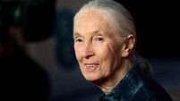 Renowned conservationist Jane Goodall to address Citizens' Assembly on biodiversity loss