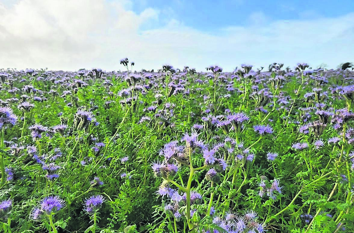 Phacelia tanacetifolia planted on a field scale as a green manure crop cover to help protect the soil for the winter Phacelia tanacetifolia planted on a field scale as a green manure crop cover to help protect the soil for the winter