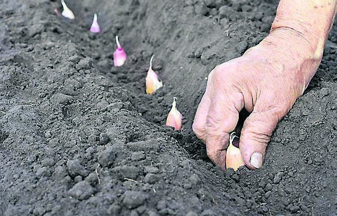 There is still time to plant garlic and onions this autumn. iStock photo There is still time to plant garlic and onions this autumn. iStock photo