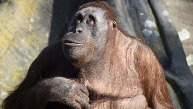 Dublin Zoo returns to profit as gate income doubles Dublin Zoo returns to profit as gate income doubles