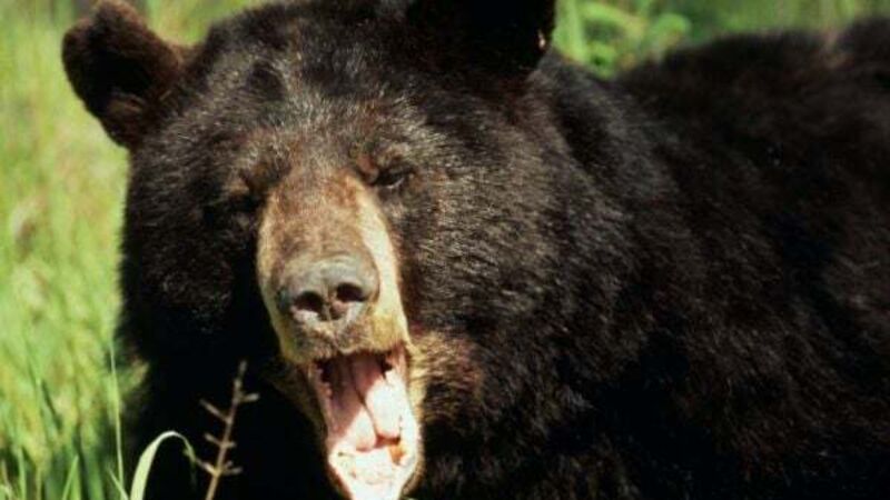 Cocaine Bear: Drug-addled black bear goes on vicious rampage in new trailer