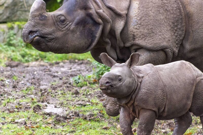 Fota Wildlife Park announced the name of the ten-week-old Indian rhino calf, as Jai, which means victory or triumph, after a public competition to suggest a name. Jai is the only Indian rhino birth in Ireland ever and is one of only six Indian rhino births in any zoological institution in the world this year. He was born on September 19, after a gestation period of 16 months, to mother, Maya and father, Jamil. Image credit: Sinead Donnachie, Fota Wildlife Park Fota Wildlife Park announced the name of the ten-week-old Indian rhino calf, as Jai, which means victory or triumph, after a public competition to suggest a name. Jai is the only Indian rhino birth in Ireland ever and is one of only six Indian rhino births in any zoological institution in the world this year. He was born on September 19, after a gestation period of 16 months, to mother, Maya and father, Jamil. Image credit: Sinead Donnachie, Fota Wildlife Park
