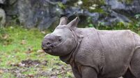Fota Wildlife Park announces name of Indian rhino calf following public competition