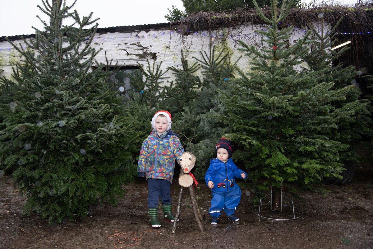 Killian and Thomas Lehane at the Lehane Christmas tree farm in Castletreasure House, Donnybrook, Cork. Picture: Dan Linehan Killian and Thomas Lehane at the Lehane Christmas tree farm in Castletreasure House, Donnybrook, Cork. Picture: Dan Linehan