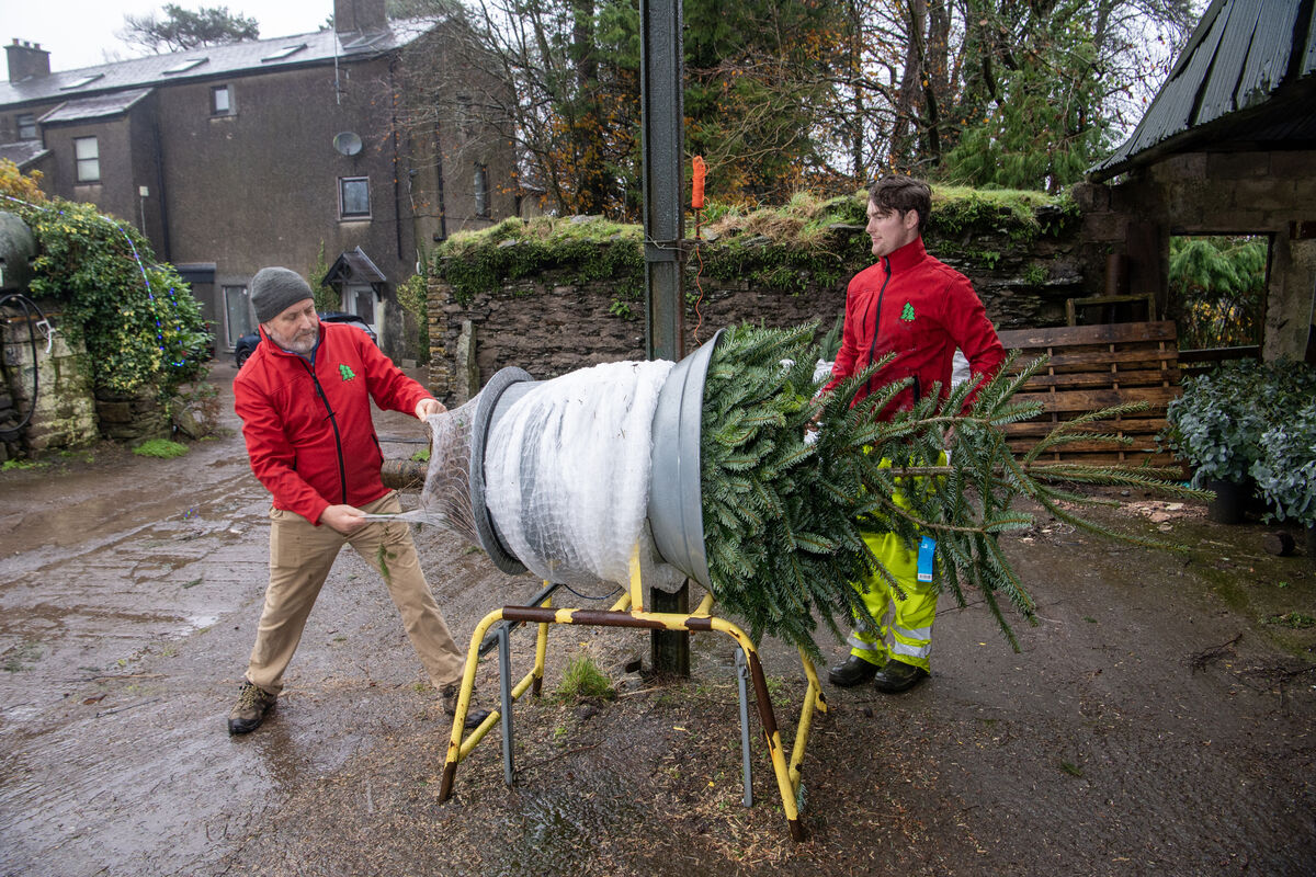 Pat Lehane and Liam Coppinger packing up a Christmas tree on their Christmas tree farm in Castletreasure House, Donnybrook, Cork. Picture: Dan Linehan Pat Lehane and Liam Coppinger packing up a Christmas tree on their Christmas tree farm in Castletreasure House, Donnybrook, Cork. Picture: Dan Linehan