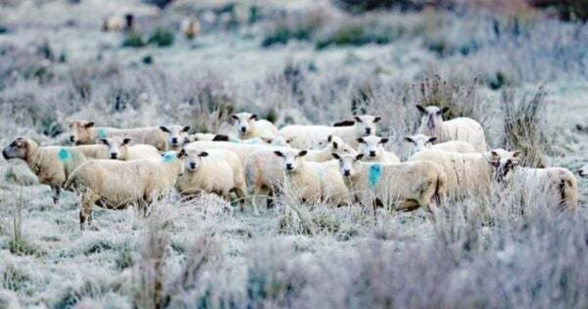 Low temperature and ice warning issued for entire country - Vimarsana News
