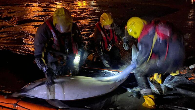 Crosshaven Coast Guard rescue stricken dolphin Crosshaven Coast Guard rescue stricken dolphin