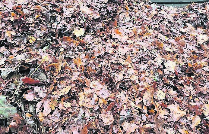 There is still time to collect leaves before the end of the year