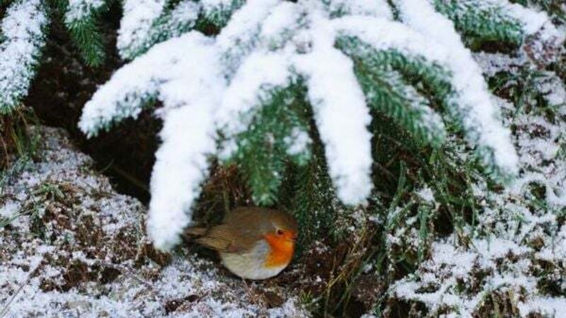 Weekend temperatures will struggle to get past freezing, says Met Éireann Weekend temperatures will struggle to get past freezing, says Met Éireann