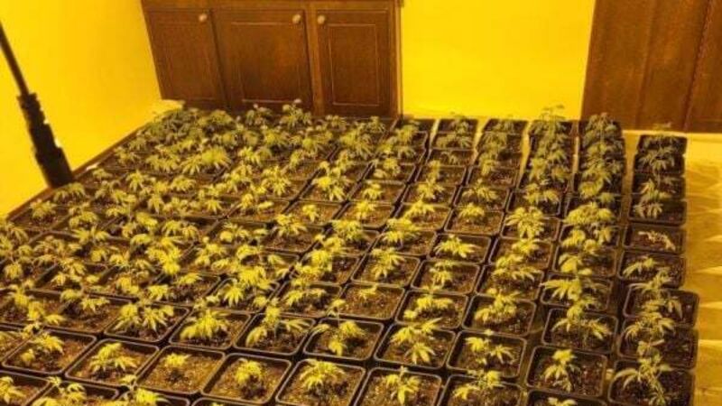 Man arrested as gardaí seize 480 cannabis plants, worth €384,000