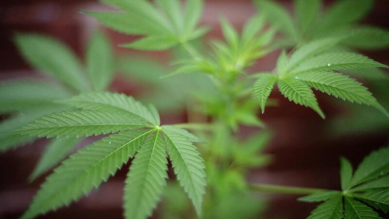Man who bought 'Bonsai cannabis trees' online claimed he did not know they were illegal 