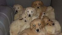 Almost 30 pups rescued at Belfast Port in crackdown against illegal trafficking