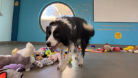 Dogs Trust Ireland shares video of dogs choosing from donated toys