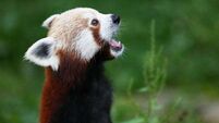 Dublin Zoo announces half price Christmas tickets