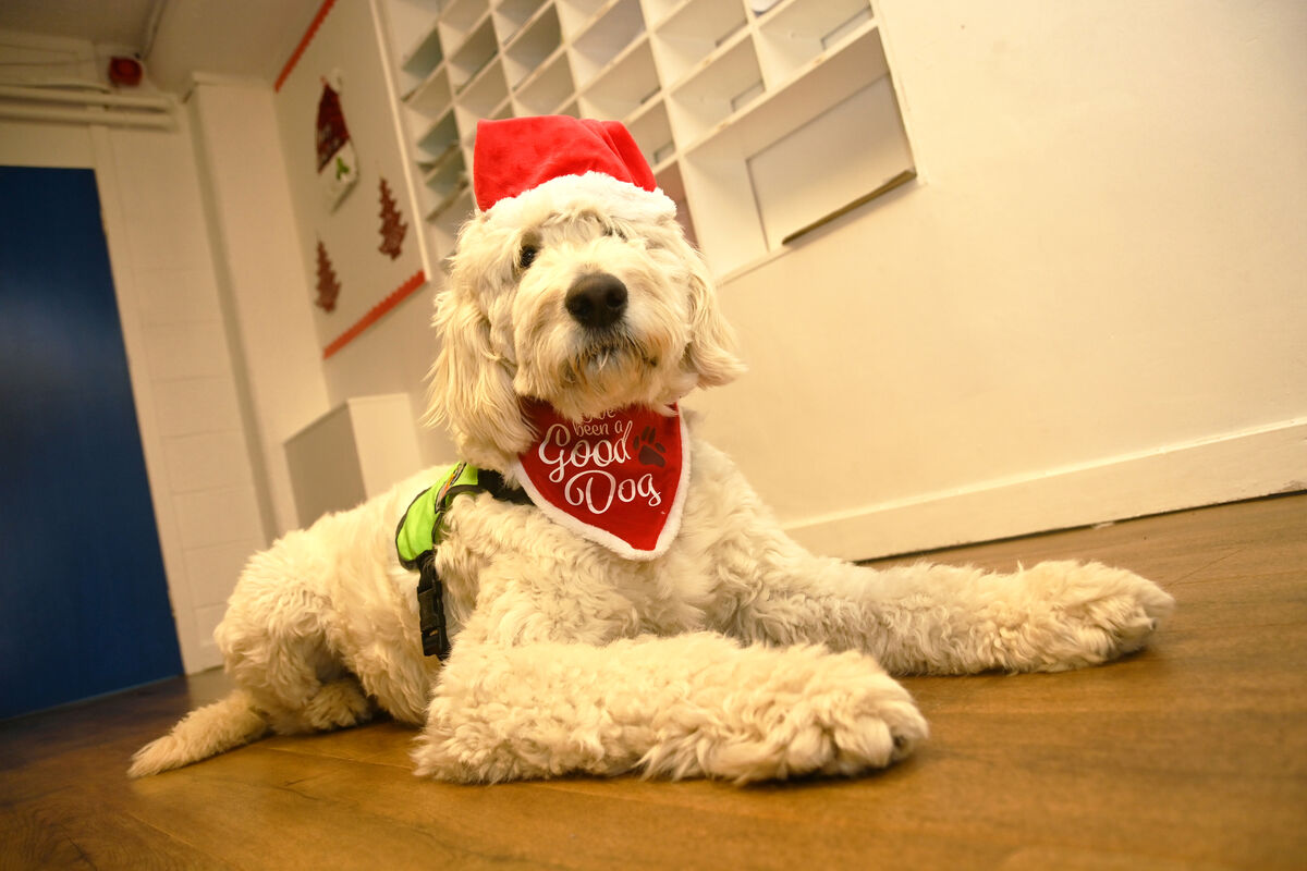 My Canine Companion assistance dog Alfie relaxes after the visit. Pic: Larry Cummins