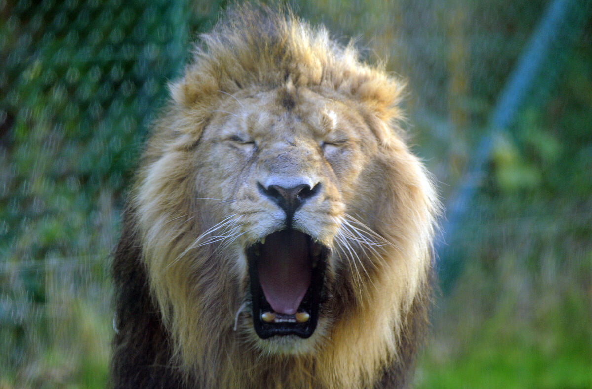 Yali, the Asiatic lion, yawning on a December afternoon at Fota Wildlife Park, Co. Cork.