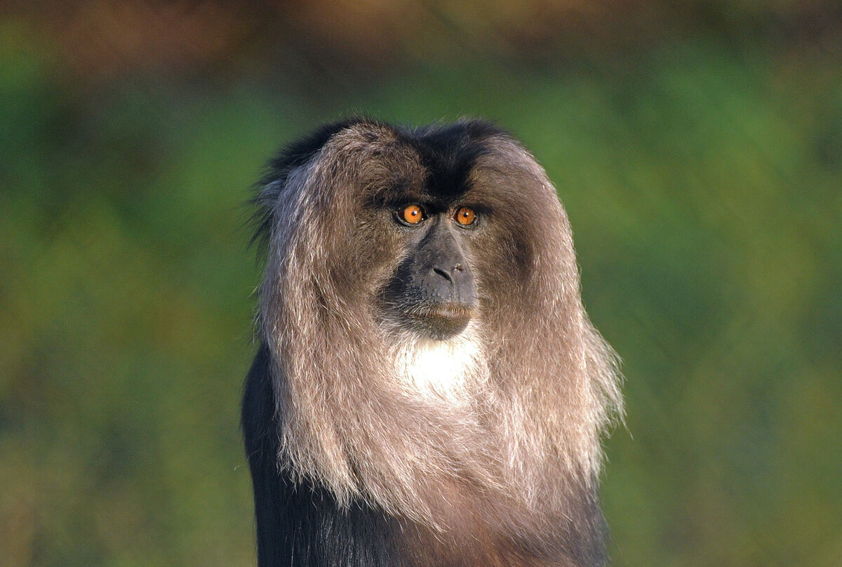 A study of a lion-tailed macaque in the afternoon sunlight at Fota Wildlife Park, Co. Cork.