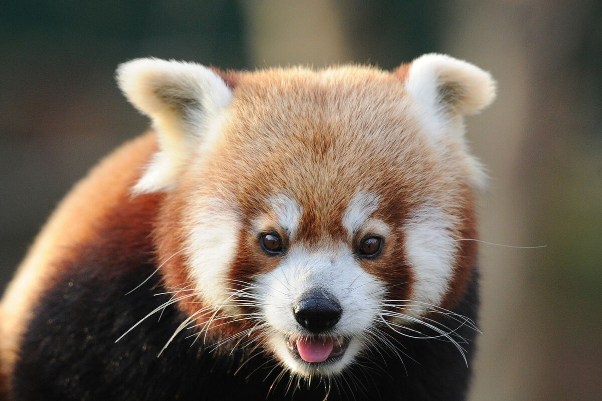 A red panda in the afternoon sunlight at Fota Wildlife Park, Co. Cork.