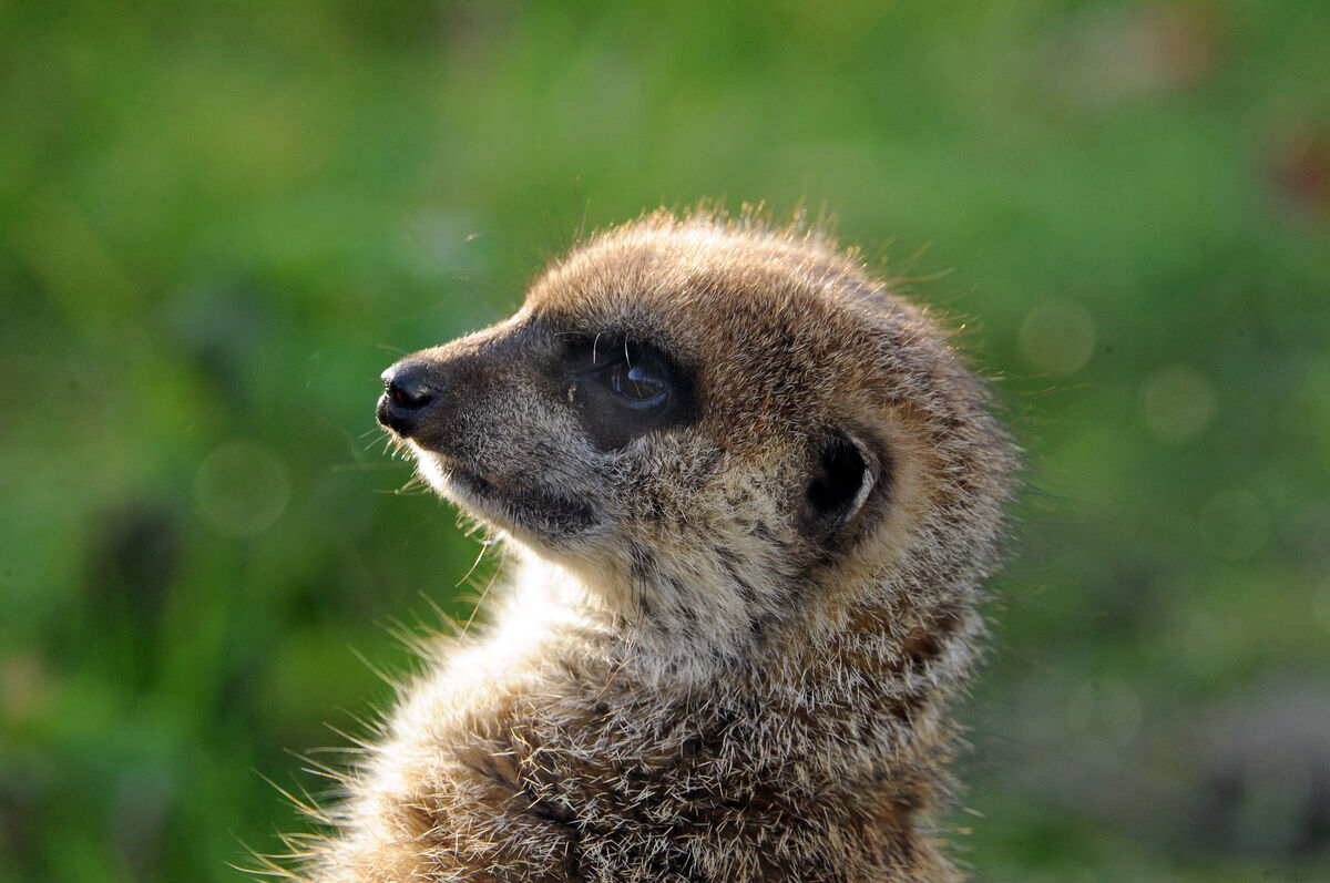 A study of a meerkat in the afternoon sunlight at Fota Wildlife Park, Co. Cork.