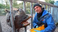 Carrots and hay on the big day: A Fota Christmas