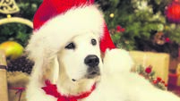 Christmas Dog, White Puppy Retriever in Santa Hat under Xmas Tee, New Year Present Gift