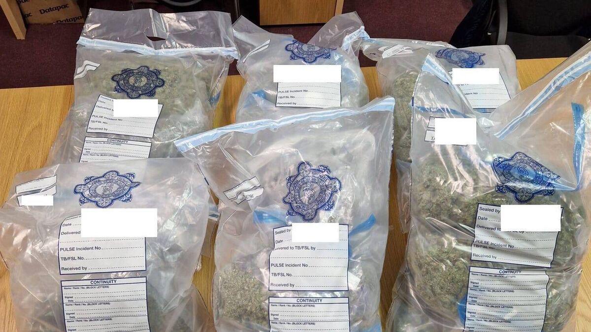 €300k cannabis herb seized in Cork; One man arrested