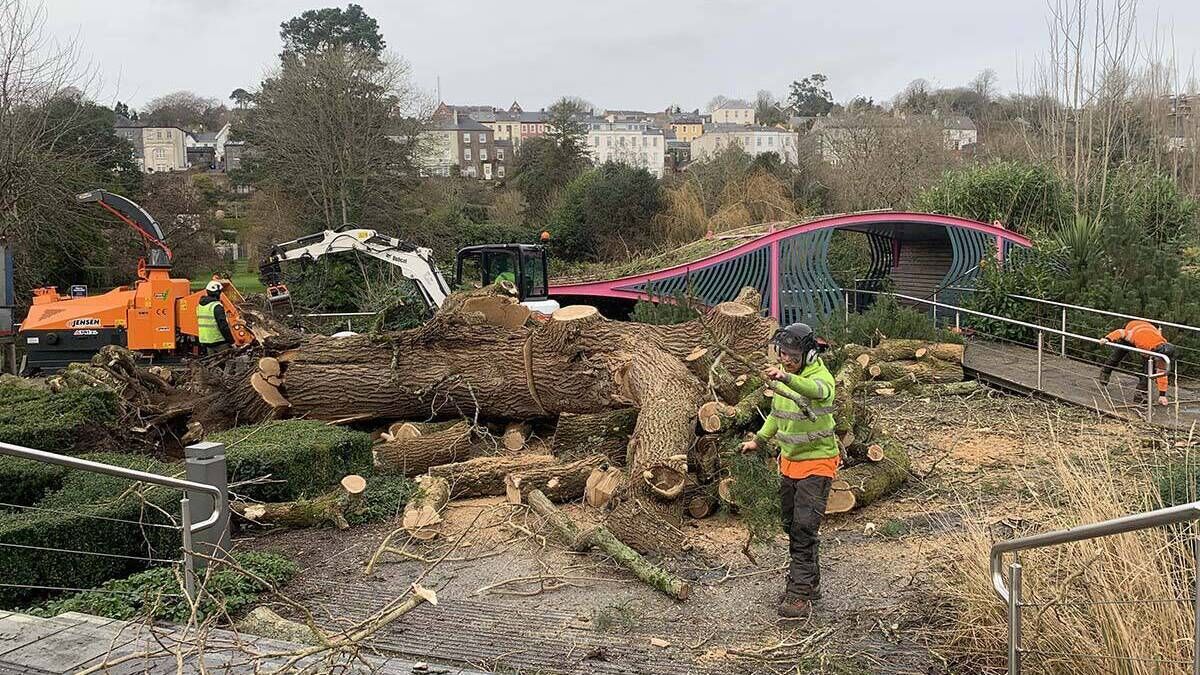 Historic Indian Bean tree collapses in Fitzgeralds Park 