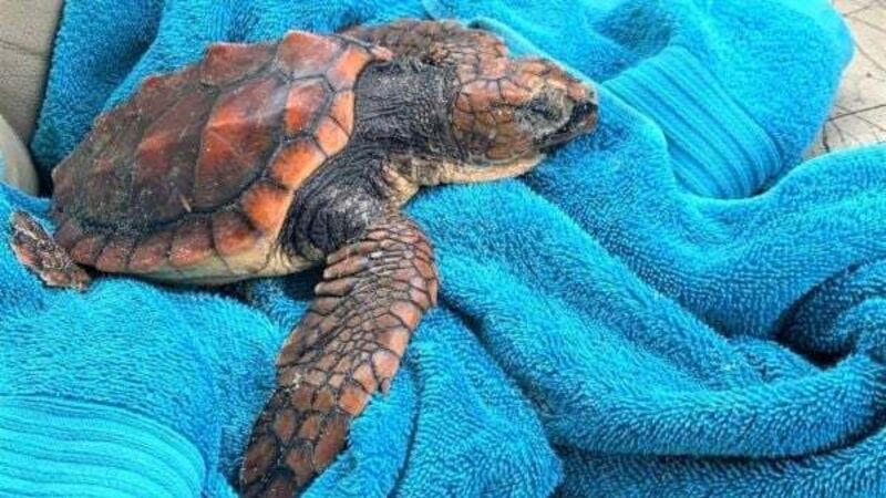 Endangered species of turtles washing up on Irish shores