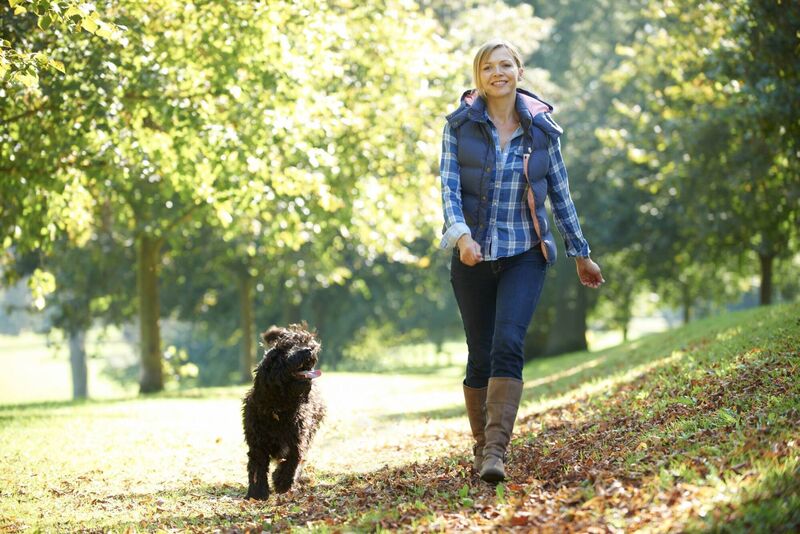 Dogs need walking, rain, hail or shine. Picture: Stock