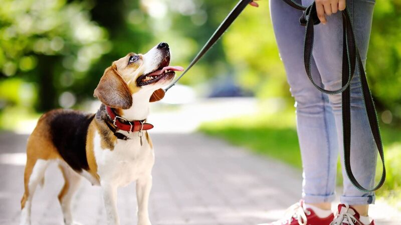 Two years on since we got a dog - here's what I've learned...