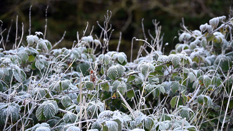 Cork weather: Met Éireann issues status yellow low temperature and ice warning Cork weather: Met Éireann issues status yellow low temperature and ice warning
