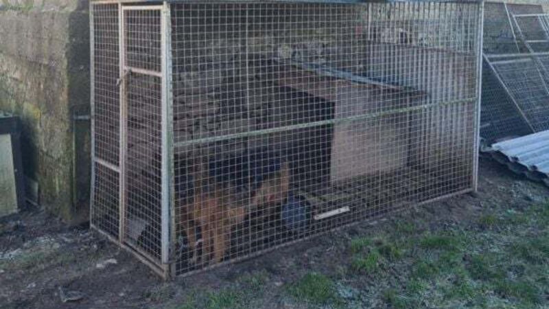 Nineteen dogs seized by police following search in Limerick Nineteen dogs seized by police following search in Limerick