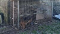Nineteen dogs seized by police following search in Limerick