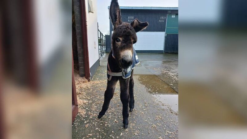 ‘She has already captured the hearts of our team’: Cork-based Donkey Sanctuary announces birth of female foal