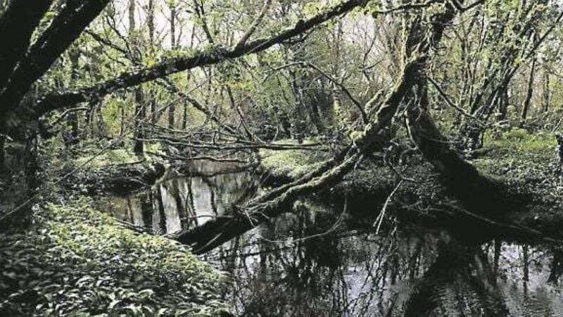 Explained: Controversial Coillte deal with British investment fund