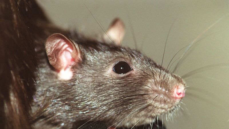 Cork had second-highest level of pest control callouts last year Cork had second-highest level of pest control callouts last year