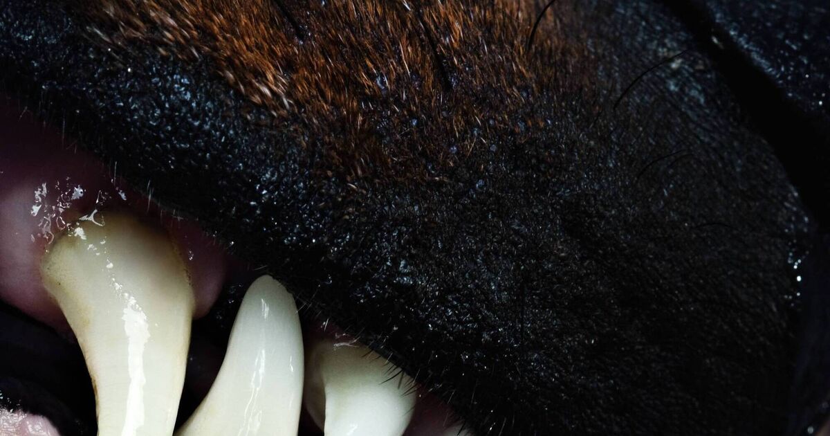 'Dangerous' dogs causing fear in Cork