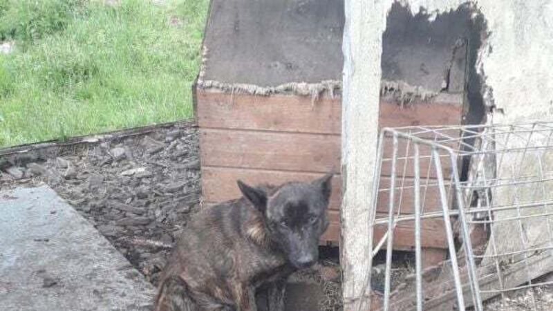 Three family members jailed for animal cruelty in Tipperary