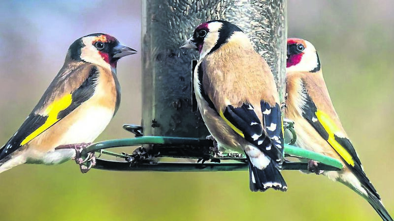 Got the winter blues? A simple bird feeder lifted my spirits... Got the winter blues? A simple bird feeder lifted my spirits...